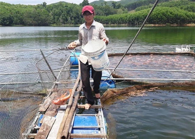 Theo anh Bảo, hiện tại đang tính toán mở rộng lồng nuôi thêm cá điêu hồng vì cá nuôi của anh không đủ để cung cấp ra thị trường.