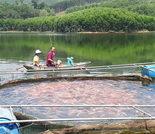 Dưới hồ là lồng cá điêu hồng, trên núi là trên 3ha keo lai cho thu nhập luân phiên hàng năm vài chục triệu đồng.