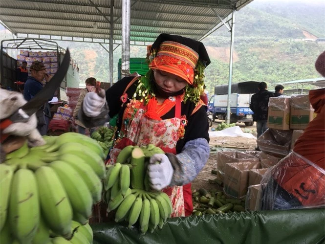 Trồng chuối, mỗi năm thu nhập hàng trăm triệu đồng - ảnh 6