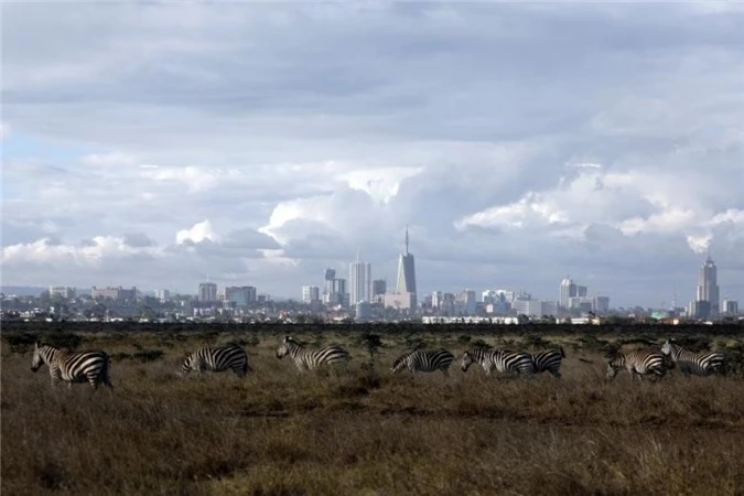 nairobi thu do duy nhat the gioi dong vat hoang da tu do di lai