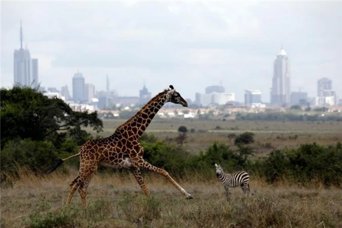 nairobi thu do duy nhat the gioi dong vat hoang da tu do di lai