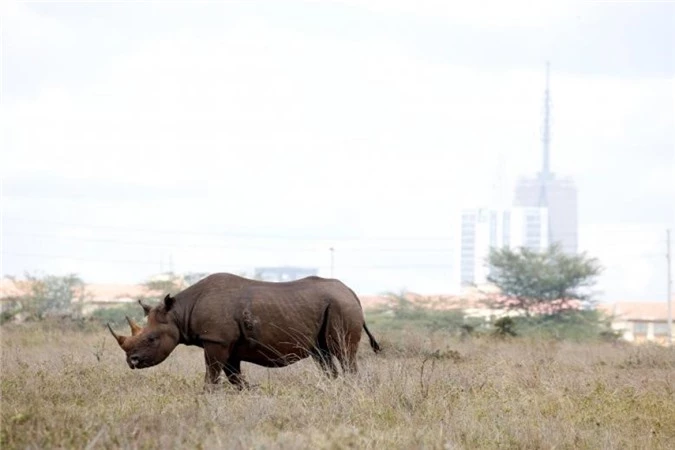 nairobi thu do duy nhat the gioi dong vat hoang da tu do di lai