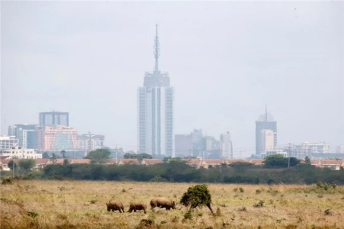 nairobi thu do duy nhat the gioi dong vat hoang da tu do di lai