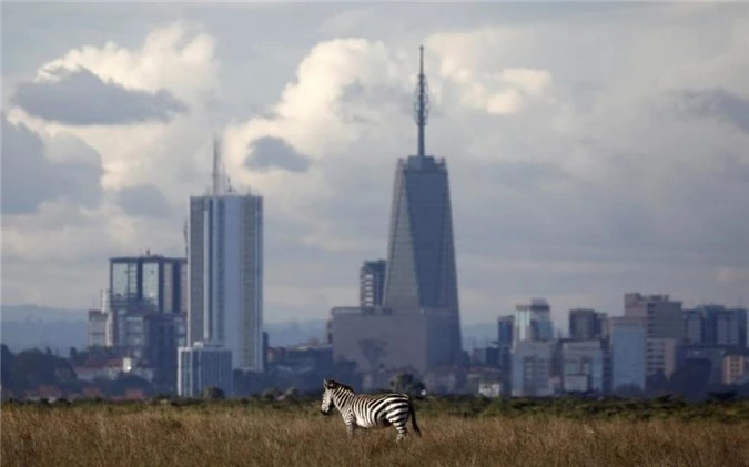 nairobi thu do duy nhat the gioi dong vat hoang da tu do di lai