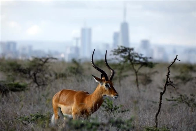 nairobi thu do duy nhat the gioi dong vat hoang da tu do di lai