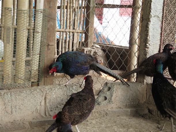  Chim trĩ xanh hiện đang có giá bán thịt trên thị trường khoảng 550.000-900.000 đồng/con tuỳ loại trống mái 