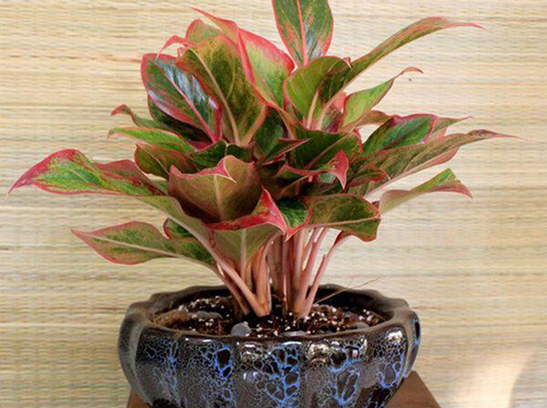 Cuối năm đặt cây này lên bàn thờ, may mắn tự tìm đến trong năm mới