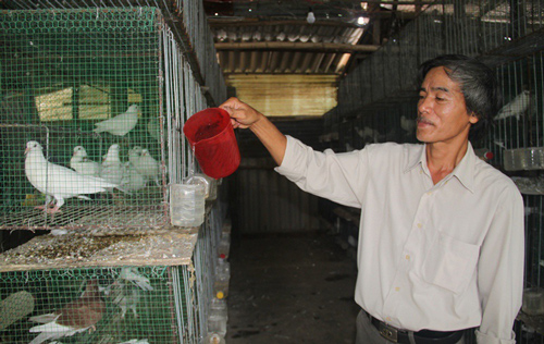 Bí kíp nuôi chim bồ câu Pháp cho thu nhập cao