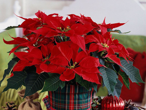 10 loại hoa phong thủy cực “chuẩn” nên chọn dịp Tết