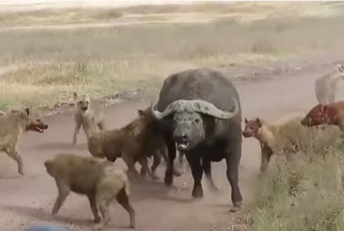 CLIP: Trâu rừng chết thảm khi bị linh cẩu cắn trúng "của quý" 