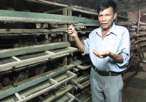 Với 5.000 con chim cút nuôi lấy trứng, mỗi tháng ông Nông bỏ túi 10 triệu đồng