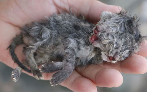 Mèo Ba Tư sinh con hai đầu ở Thái Lan