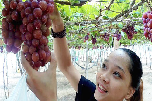 Bài toán giá trị cho OCOP Ninh Thuận