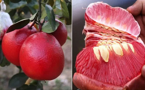 Hà Nội: “Sốt” hàng bưởi đỏ