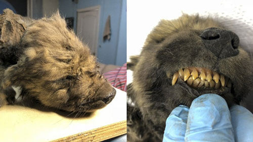 Nga trình làng chú chó đông lạnh 18.000 năm trong băng vĩnh cửu