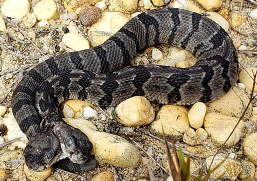 Phát hiện rắn chuông 2 đầu ở Mỹ