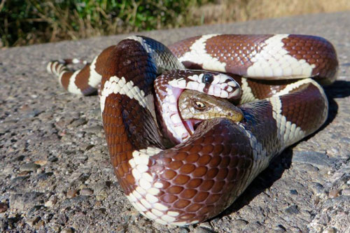 Rợn người trước cảnh thằn lằn bị nuốt vào bụng vẫn thò đầu cắn lại rắn