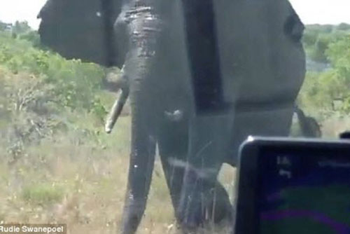 Voi khổng lồ điên tiết húc xe du khách lăn nhiều vòng