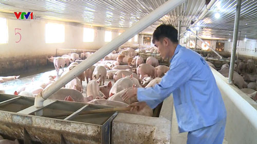 Phát triển ngành chăn nuôi theo hướng hiện đại