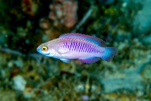 Loạt động vật kỳ thú được phát hiện năm 2019