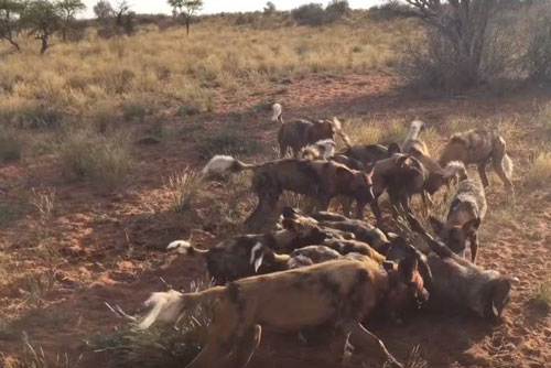 Kinh hãi nhìn đàn chó hoang săn giết lợn rừng