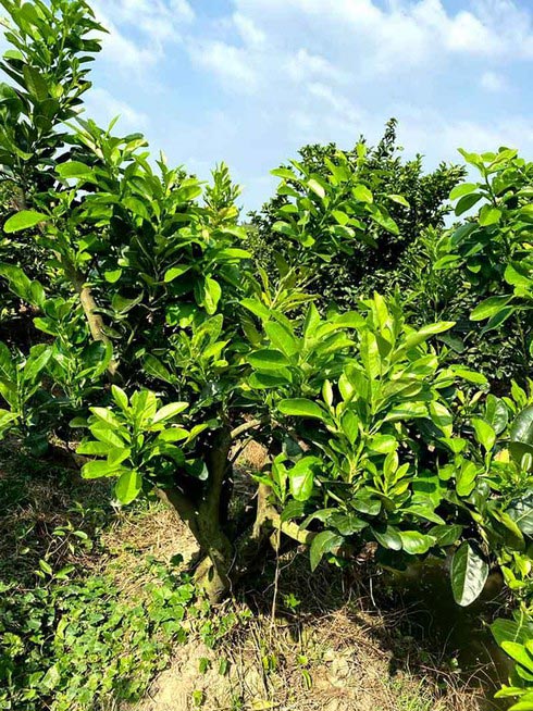 Đại gia chơi lạ, bỏ chục triệu mua gốc bưởi toàn lá trưng Tết