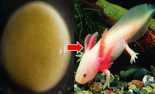 “Kỳ diệu” toàn bộ quá trình hình thành Kỳ giông từ… một tế bào