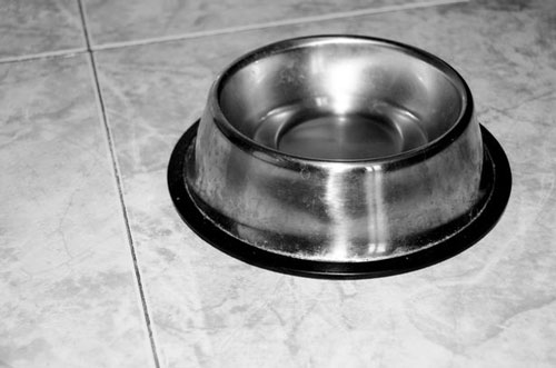 Chồng đi tù vì bắt vợ ăn đồ trong bát của chó