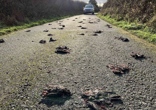 Bí ẩn hàng trăm con chim sáo chết la liệt trên đường quốc lộ