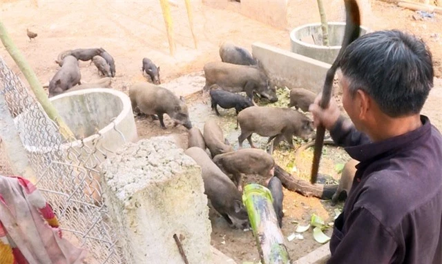 Phú Yên: Nông dân nuôi heo rừng lai kiếm hàng trăm triệu đồng mỗi năm - 3