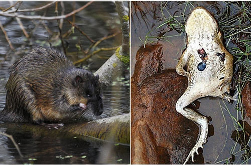 Độc chiêu moi tim cóc mía để ăn của rái cá Australia