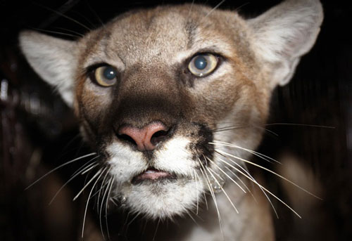 Người phụ nữ Mỹ đấm báo sư tử để cứu chó cưng