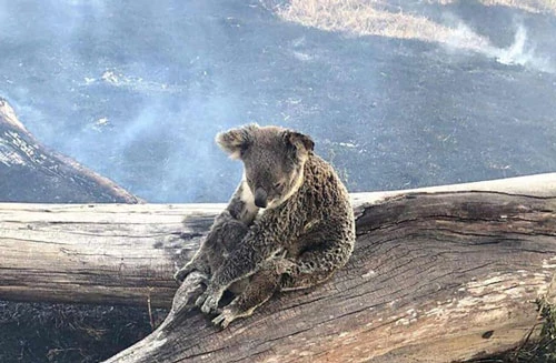  Cháy rừng ở Australia có thể đã giết chết hơn 2.000 koala. Ảnh: Guardian.