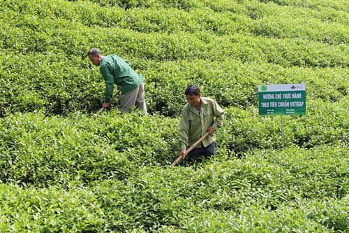 Phú Thọ: HTX trở thành cầu nối liên kết nhờ sản xuất an toàn