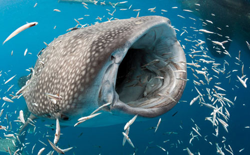 Phát hiện loài vật mới sống trong miệng cá mập