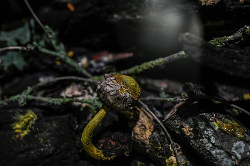 Sở thú Pháp trưng bày sinh vật không não, có gần 720 giới tính