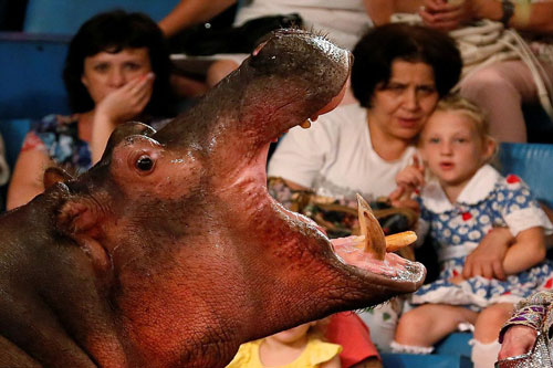 Bức xúc cảnh tượng hà mã bị bắt làm xiếc thú