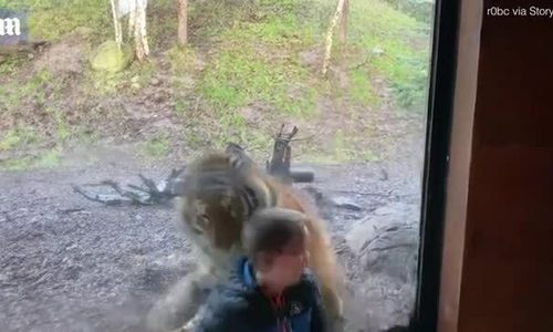 Hổ vồ bé trai qua cửa kính