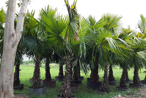 5 loại cây trồng trước nhà hút may mắn, mang tài lộc tới