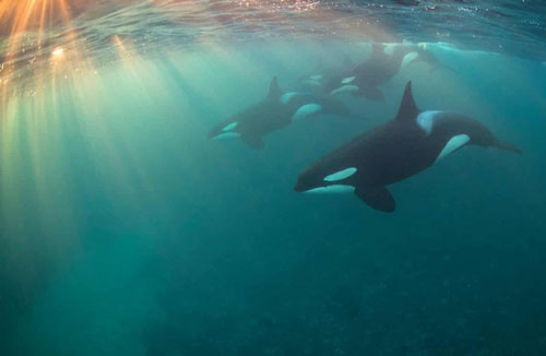 'Hiệu ứng bà ngoại' ở cá voi sát thủ