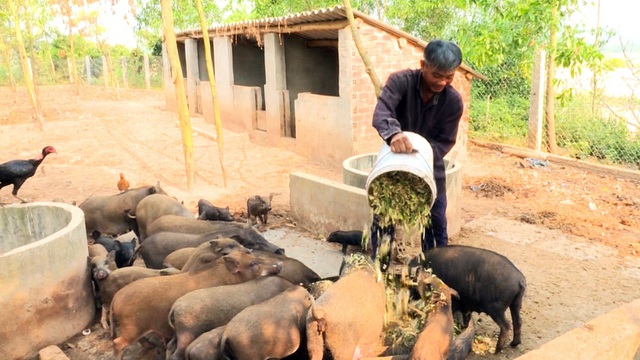 Ông Nguyễn Ngọc Sỹ với trang trại hơn 100 con heo rừng của mình