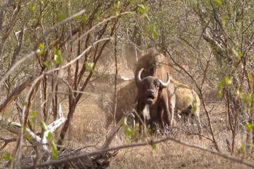 Linh cẩu hung dữ truy sát trâu rừng gần nhà nghỉ