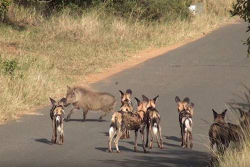 Màn chạm trán nảy lửa giữa lợn rừng và chó hoang