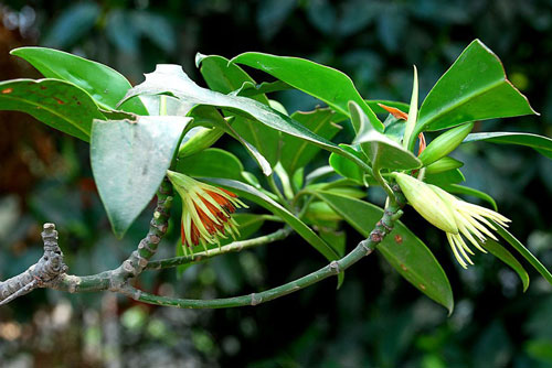 Loài cây kỳ lạ bậc nhất Việt Nam, sinh và nuôi được con