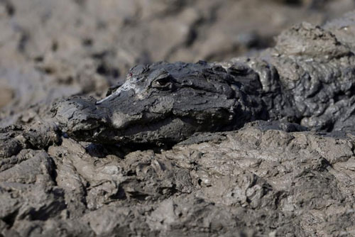 Kinh cảnh hoàng loạt cá sấu phơi xác chết thảm do hạn hán