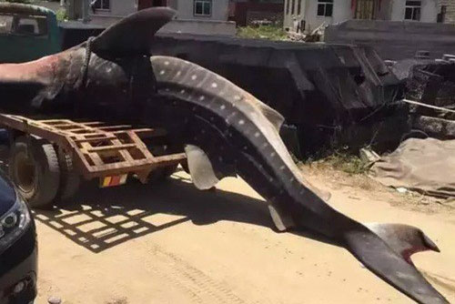 Xót xa trước cảnh cá mập voi chết thảm vì dạt vào bờ