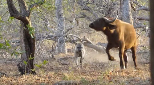 Trong chuyến khám phá khu vực African Dream Horse Safari thuộc công viên quốc gia Kruger, Nam Phi, du khách Ryan Dean Thomson đã bất ngờ được chứng kiến cảnh tượng những con linh cẩu hung dữ truy sát, ăn thịt trâu rừng ngay gần nhà nghỉ của mình.