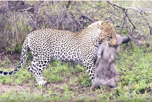 CLIP: Mai phục kéo léo, báo hoa mai hạ gục lợn bướu trong "một nốt nhạc"