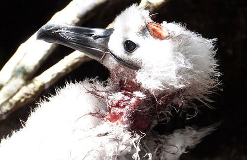 Hãi hùng lũ chuột tinh ranh xơi tái hoặc gặm nhấm các hải âu con