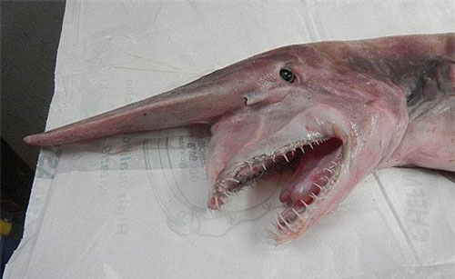 Bắt được cá "ngoài hành tinh" đi bộ dưới đáy biển